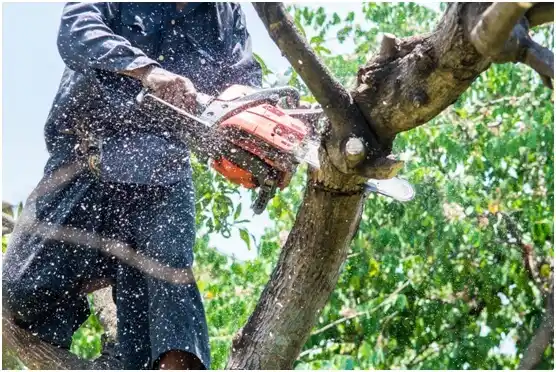 tree services Mundys Corner